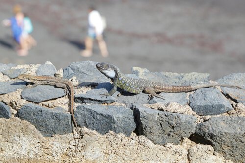 lagartos das ilhas canárias
