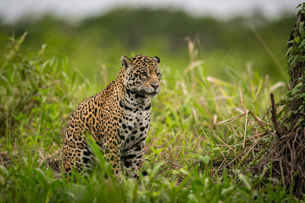 5 espécies de grandes felinos