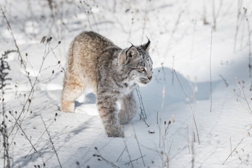 Lince canadense