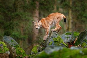 O lince europeu, ameaçado pela caça