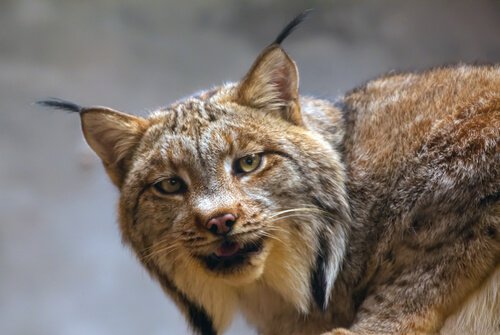 espécies de lince: lince ibérico