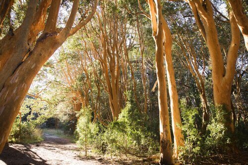 Parque Nacional Los Arrayanes
