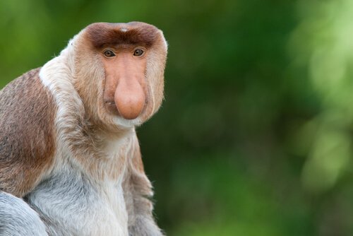 As mais curiosas espécies de macacos