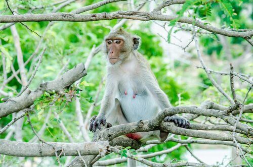 animais dos manguezais: macaco rhesus