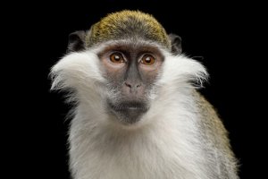 O macaco verde, do Egito aos laboratórios