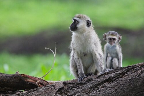 macaco verde com filhote