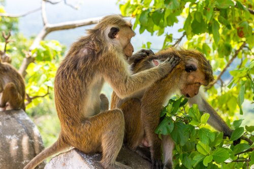 macacos limpam uns aos outros