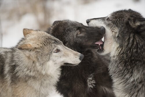liderança entre os lobos
