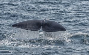 O maior animal que existiu na Terra