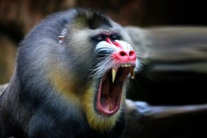 Por que o mandril tem tantas cores?