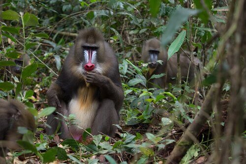 por que o mandril tem tantas cores?