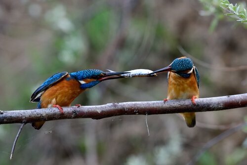 martim-pescador pássaro