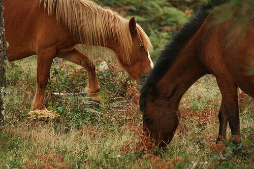 animais com melhor olfato: cavalos