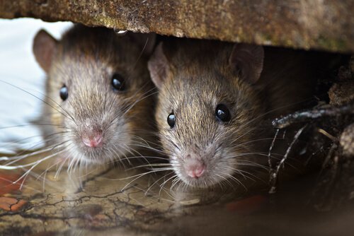 animais com melhor olfato: ratos
