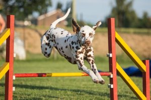 Melhore a agilidade do seu cão com estes exercícios
