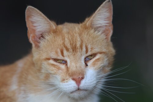 membrana nictitante em gatinho com olho infeccionado