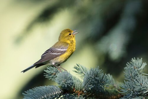 Pássaro mosquiteiro