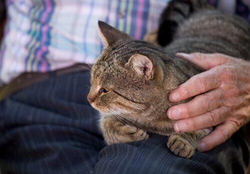Gato no colo de idoso