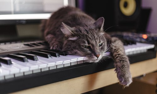 Gato sobre o teclado de um piano
