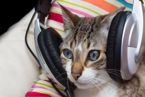 A música também traz benefícios para os gatos?