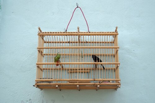 Pássaros em gaiola
