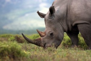 Oito rinocerontes morrem em transferência para reserva
