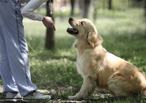 Cachorro sendo adestrado