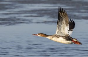 A orientação no voo das aves