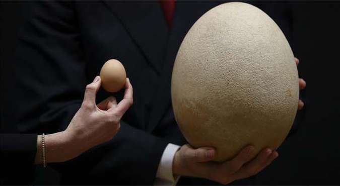 Ovo gigante do pássaro elefante comparado ao ovo de galinha