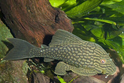 Peixe panaque