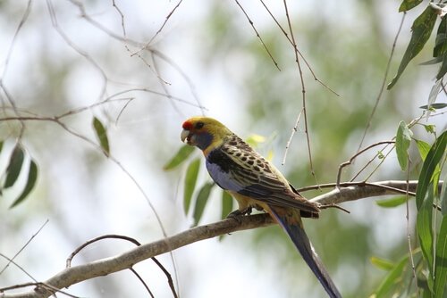 Rosela da Caledônia