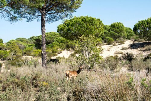 Parque Nacional e Natural de Doñana