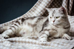 Como se preparar para o parto de uma gata