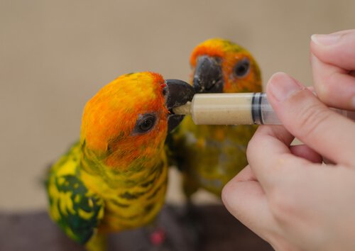 Dicas sobre a papinha para filhotes de pássaros - Meus Animais