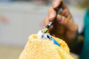 Dicas sobre a papinha para filhotes de pássaros