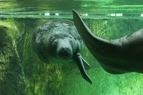 4 espécies de sirênios: peixe-boi da África ocidental