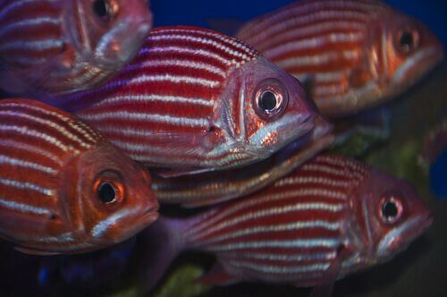 Peixe lascas de fogo