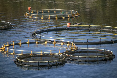 10 espécies de peixes que servem para consumo