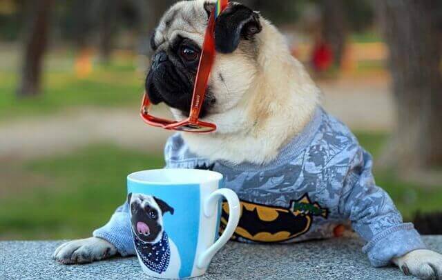 perfis cães no instagram