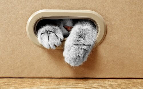 Por que seu gato gosta de caixas de papelão?