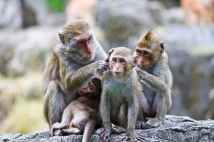 Por que os macacos limpam uns aos outros?