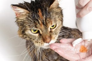 Por que os gatos têm medo de água?
