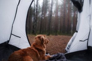 Posso acampar com meu cão?