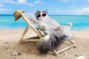 Posso levar meu gato para a praia?