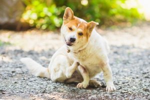 Problemas de pele em cães e seu tratamento