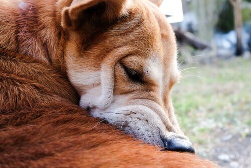 Cachorro se coçando