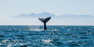 Primeiro santuário de baleias das Ilhas Baleares