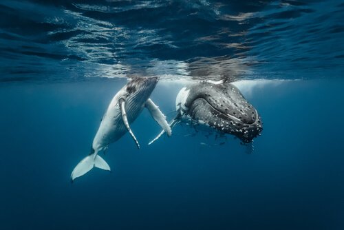 santuário para proteção de baleias