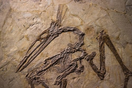 Fósseis de Pterossauro 