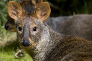 Conheça o pudu, um cervo pequeno
